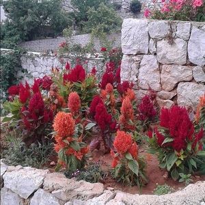 Meet your Posher, Shoghig